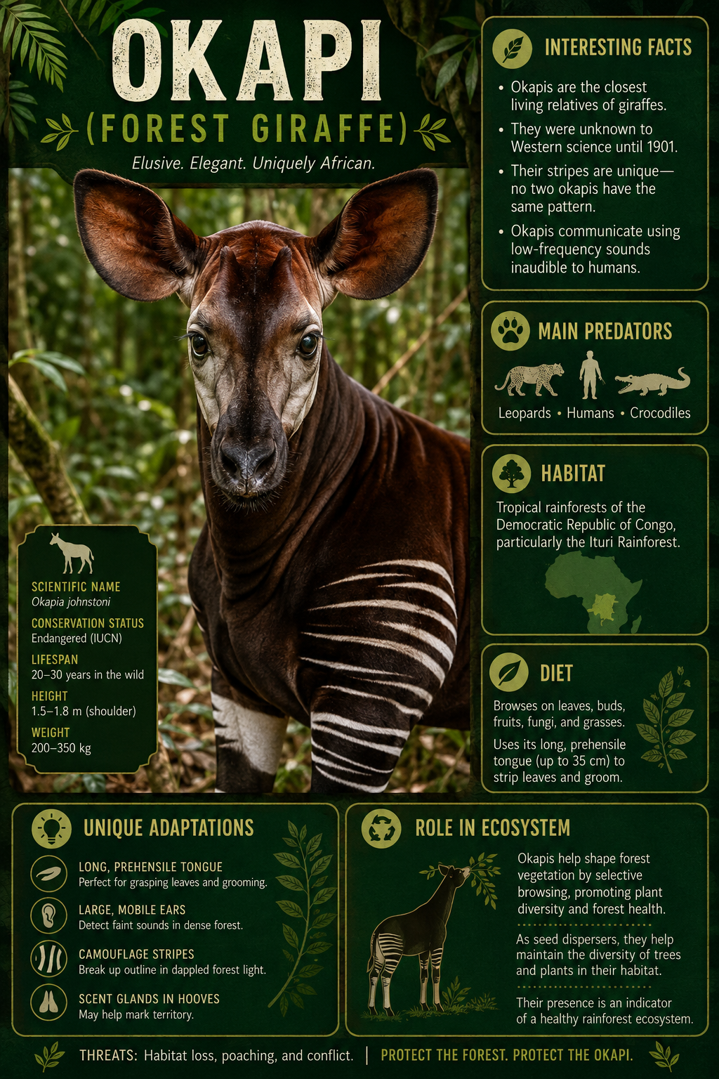 animal-spotlights-9