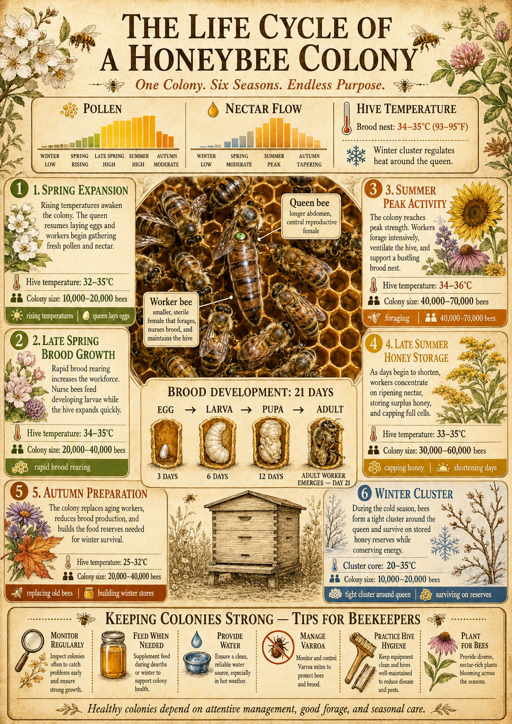 Editorial Infographic Builders