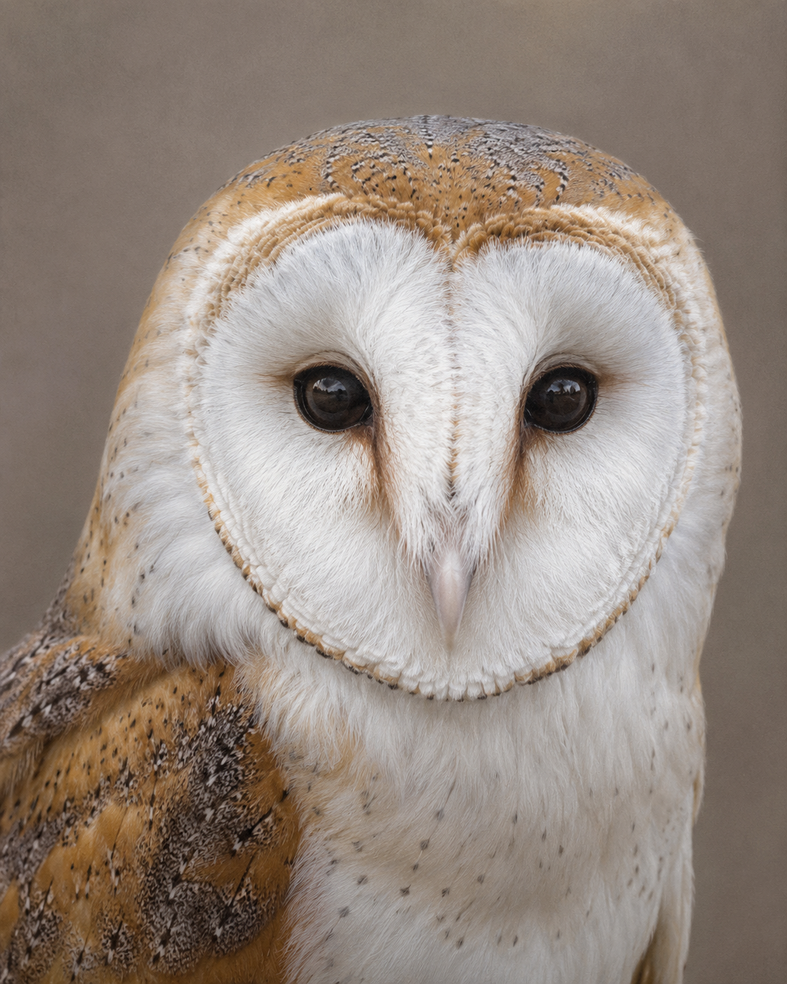 hyper-realistic-pet-portraits-2-8
