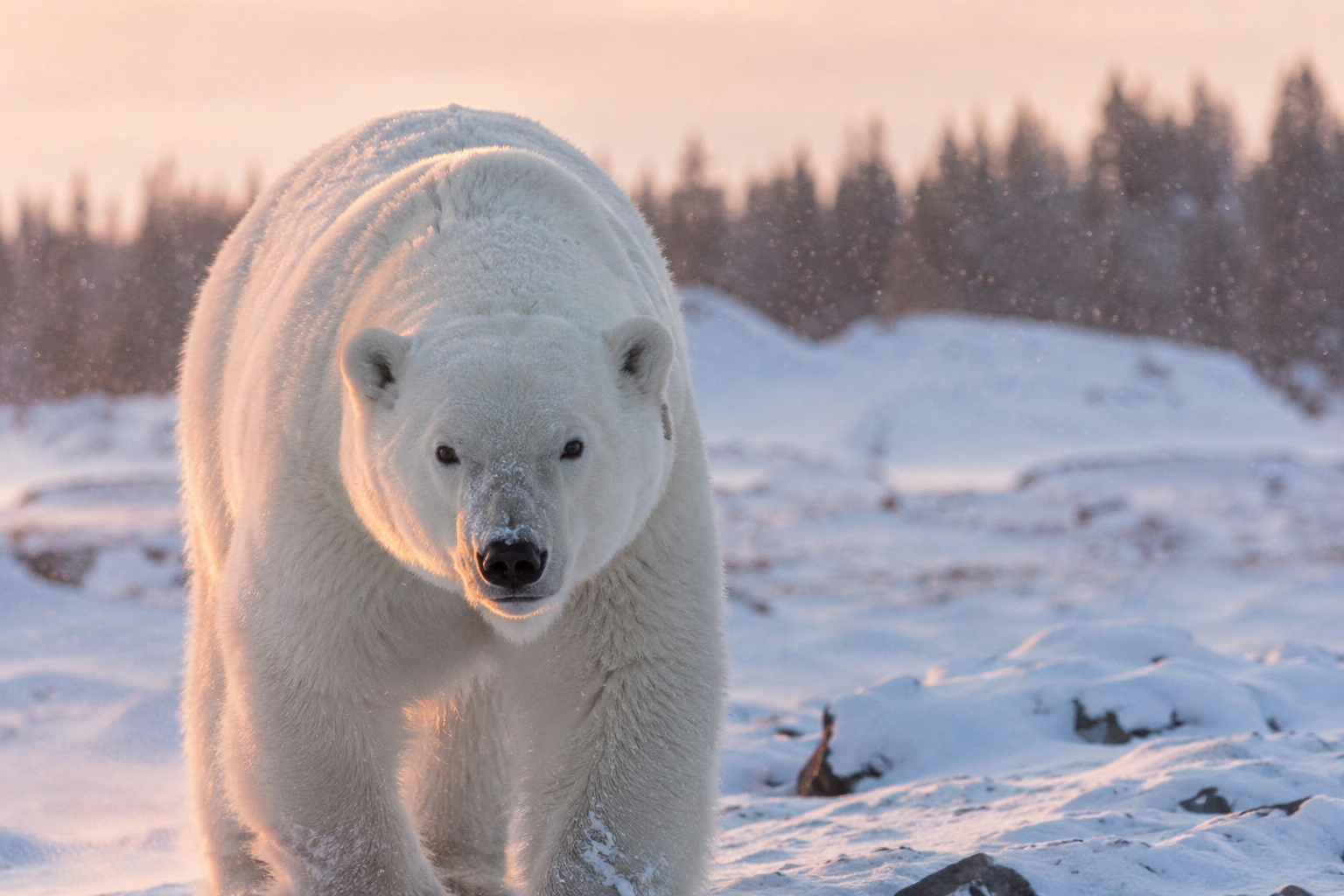 majestic-wildlife-animals-in-nature-2-4
