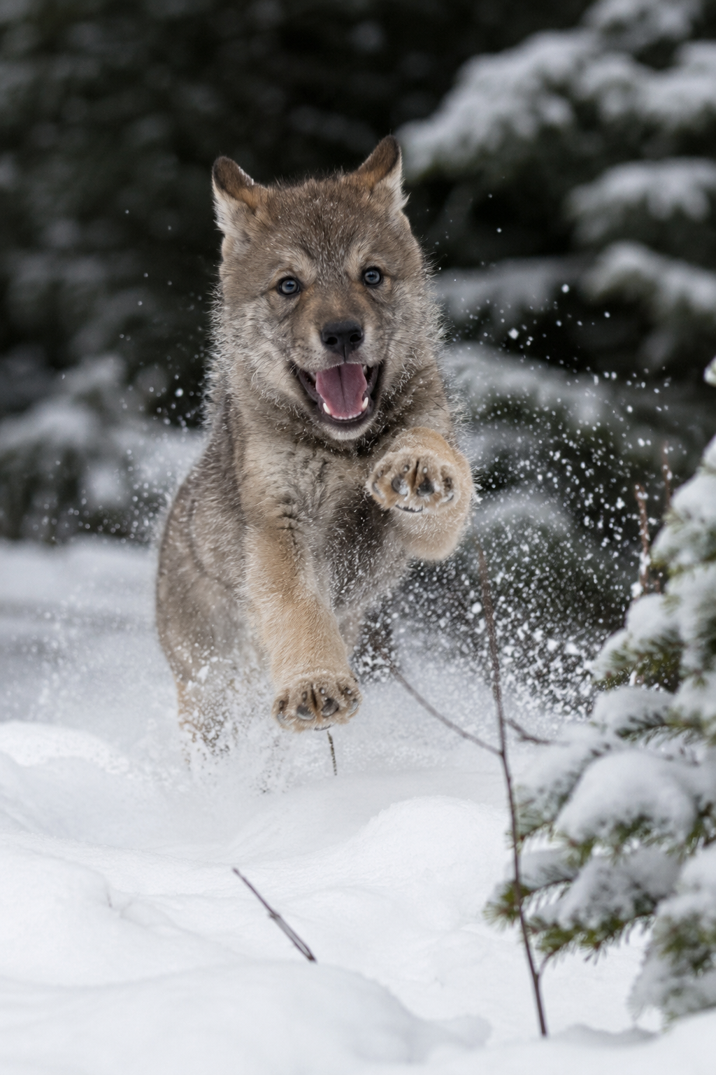 playful-wildlife-photography-photos-2-4