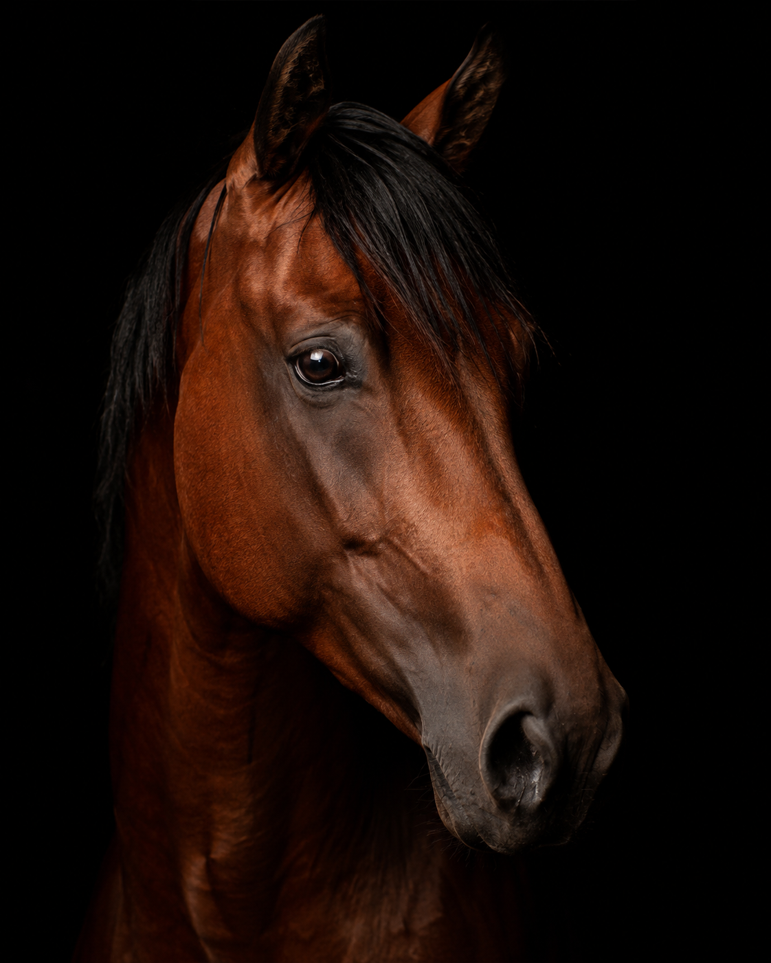 real-animal-portraits-2-1