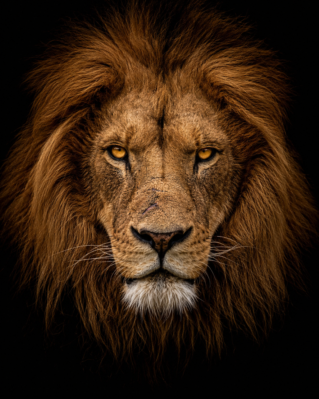 real-animal-portraits-2-2