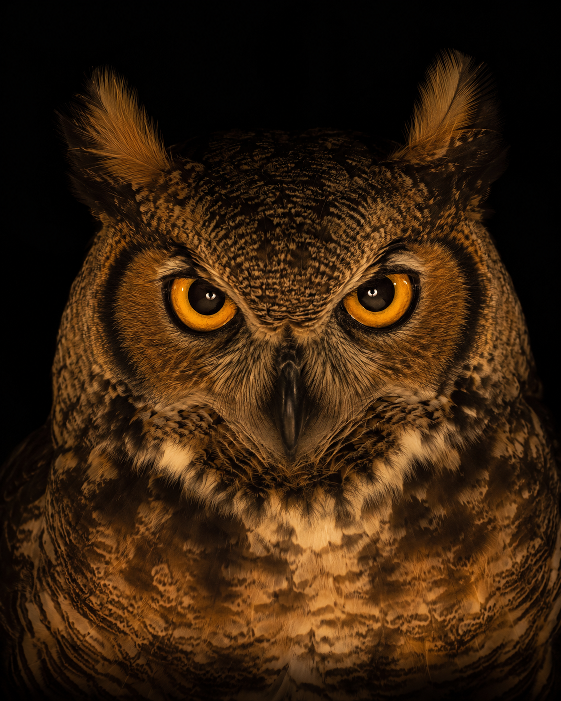 real-animal-portraits-2-6