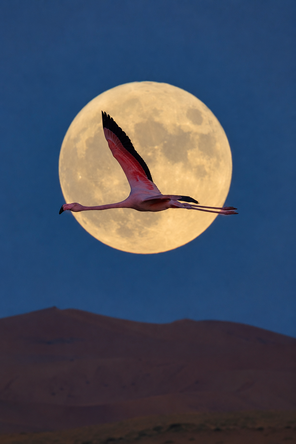 wildlife-in-a-blink-realistic-4