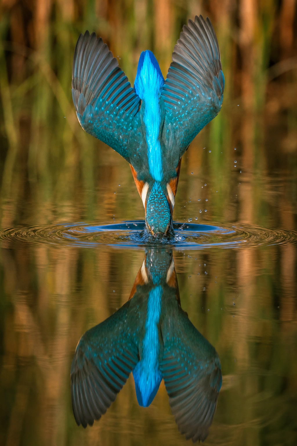 wildlife-in-a-blink-realistic-5