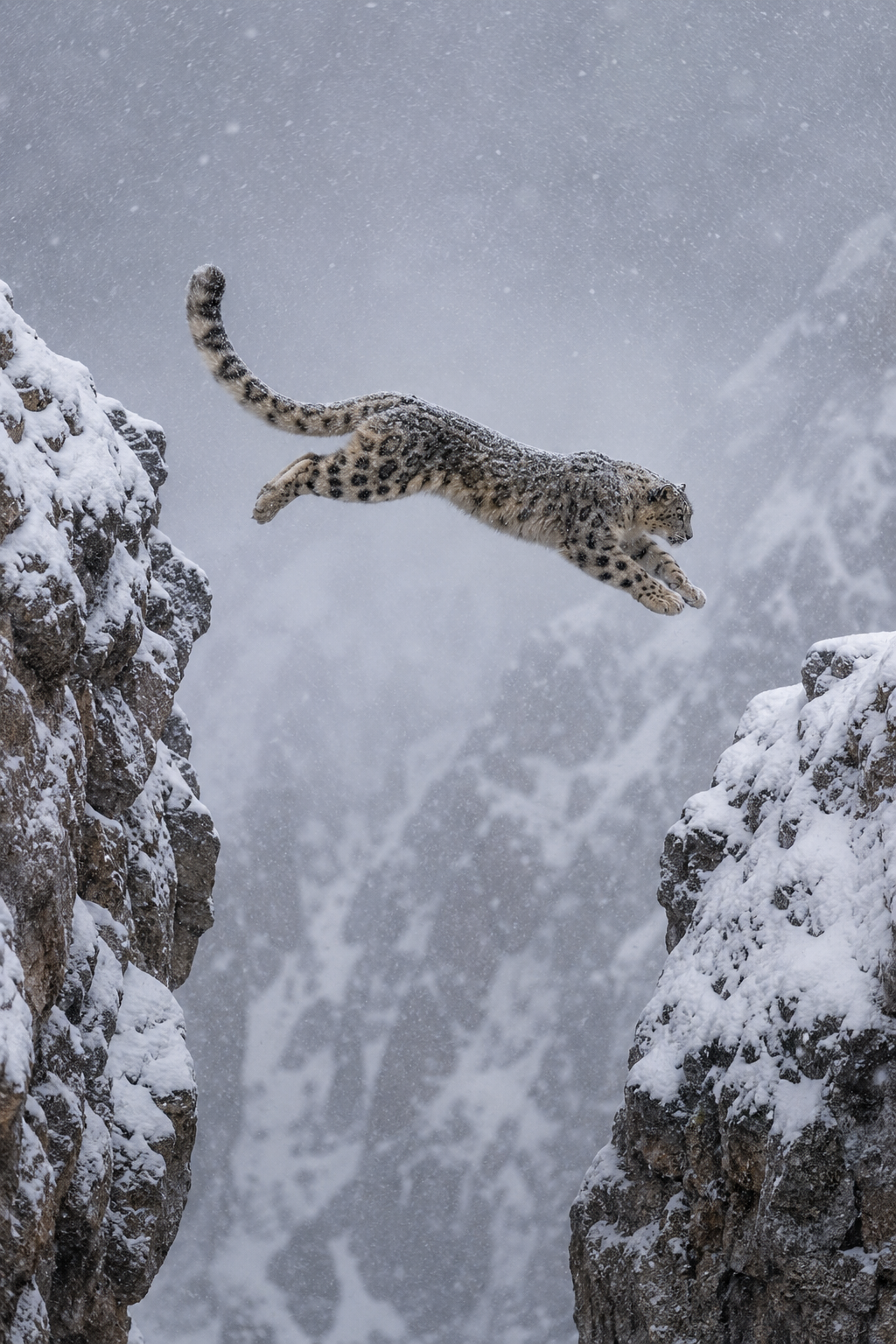 wildlife-in-a-blink-realistic-6