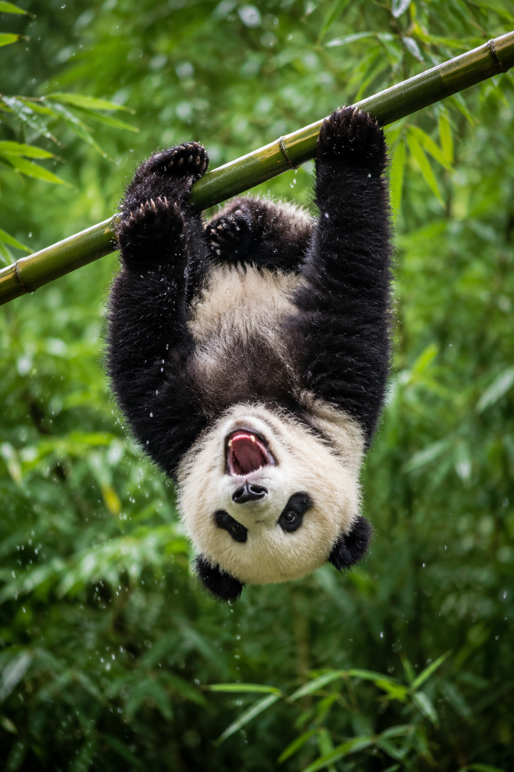 wildlife-in-a-blink-realistic-7